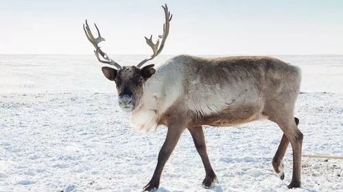 Ancient Reindeer Hunting Tools Discovered in Scandinavia's Melting Ice Patch: A 1,500-Year-Old Find