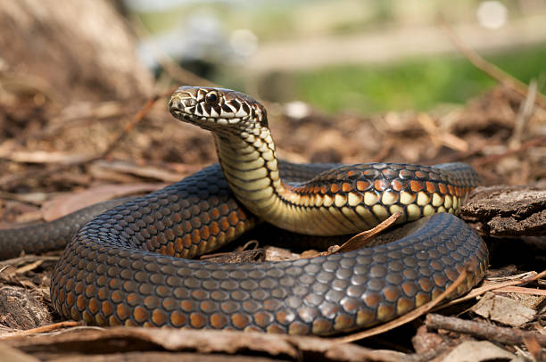 Rare North American Snake Hatched at Tennessee Zoo