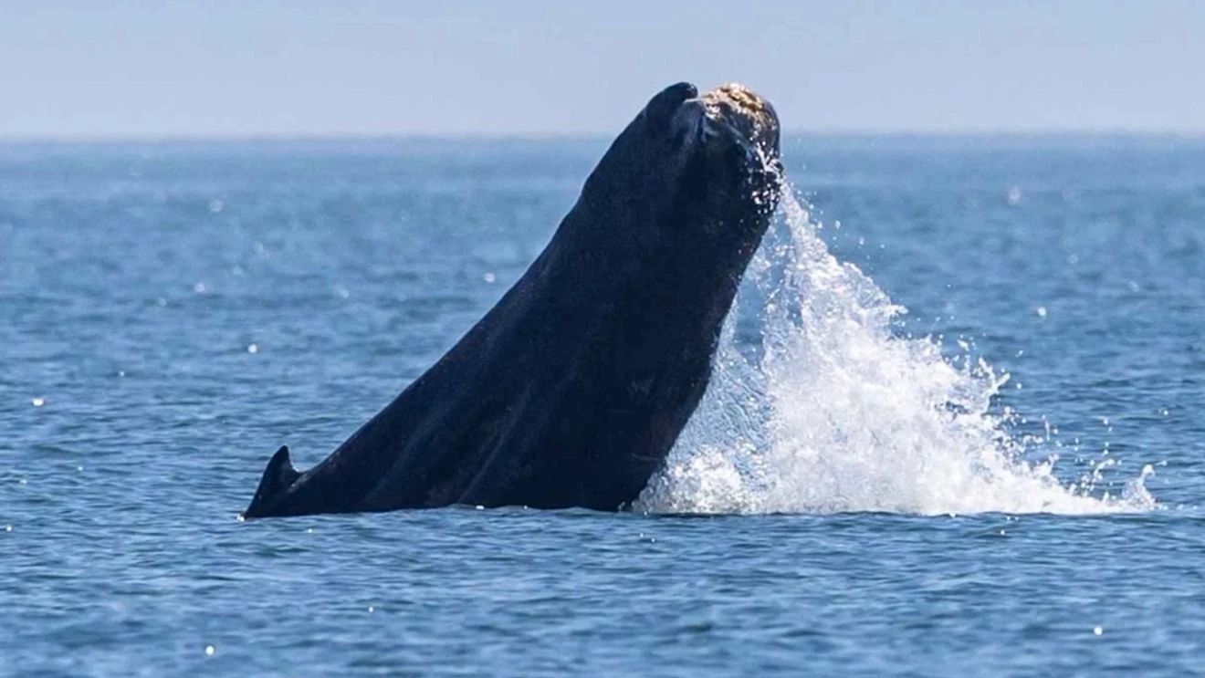 An unusual sighting off the coast of Washington revealed a whale missing its tail,