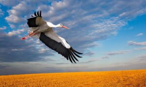 After 600 years of presumed extinction, a stork has been seen soaring through the skies of England, reigniting hopes for the species’ return to the UK.