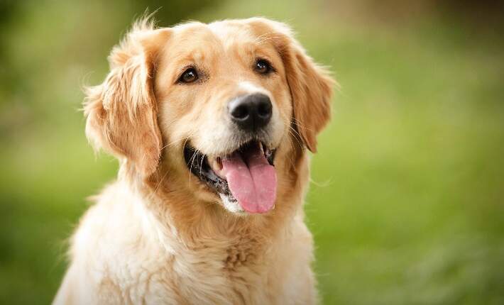 Boyfriend Permits Dog to Relieve Herself Indoors