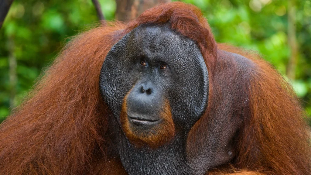  Injured Orangutan in Indonesia Using Innovative