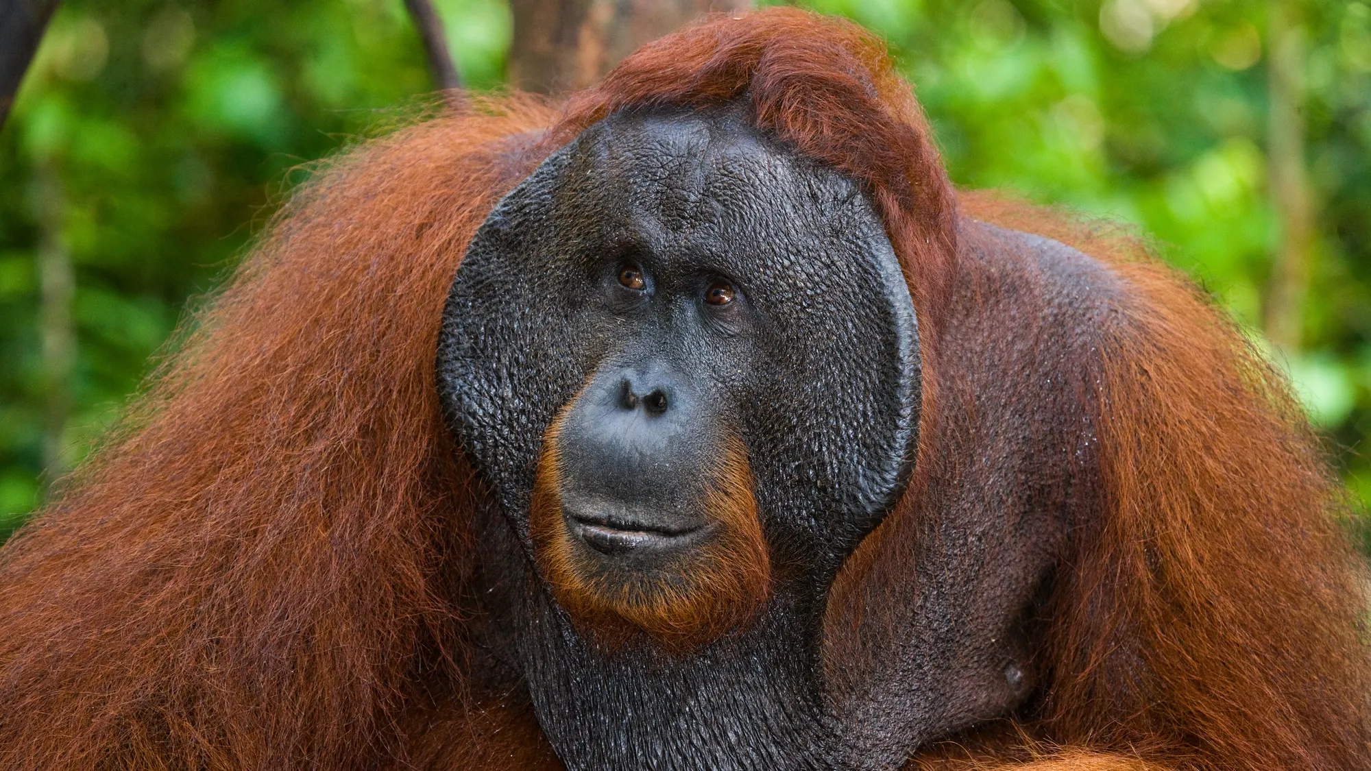 Injured Orangutan in Indonesia Using Innovative