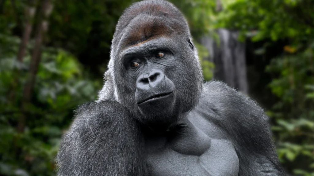 This Gorilla Sweetly Blew Kisses To A Baby At The Columbus Zoo In Ohio
