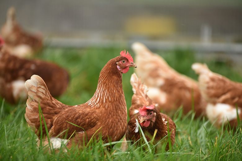 Study Reveals How Chickens Use Clucks and Sounds to Communicate Their Emotions