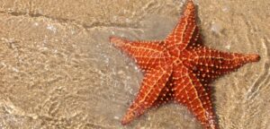 New Starfish Species Discovered by Japanese Fishermen