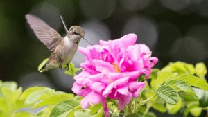 Transform Your Yard into a Hummingbird Haven