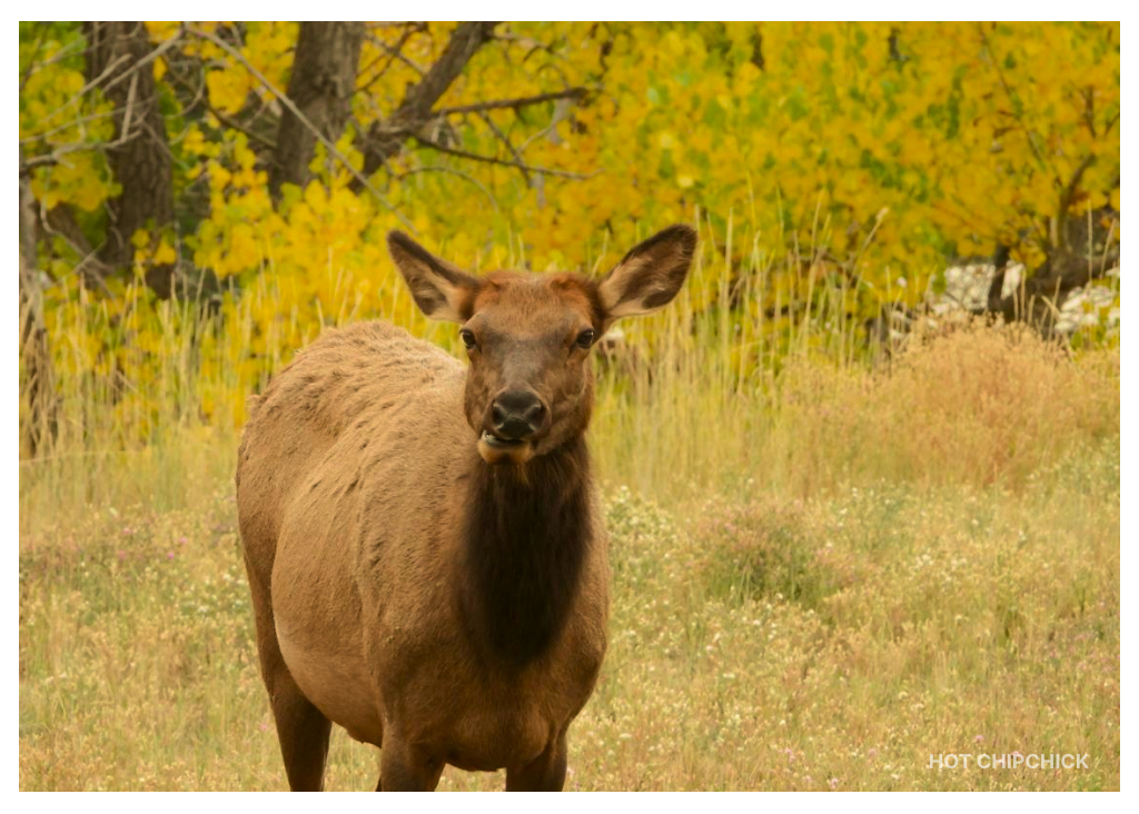 Elk Attack in Colorado: 4-Year-Old Boy Trampled on Playground