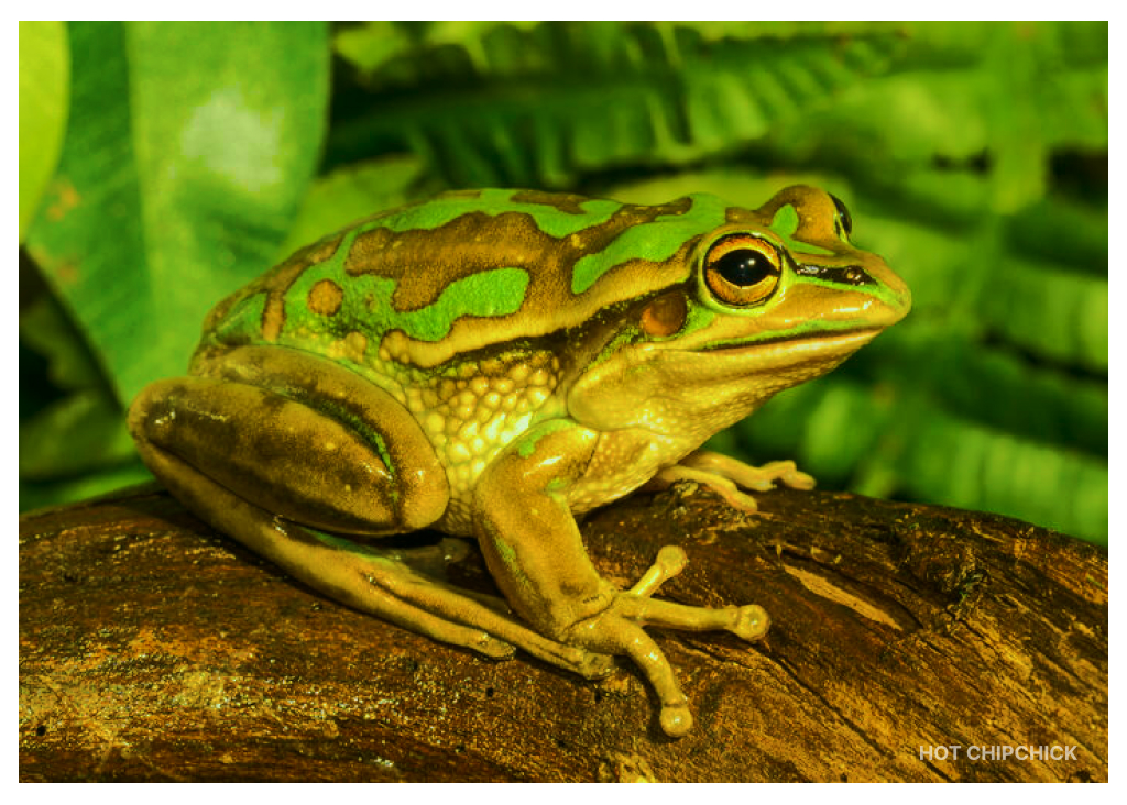 Observation of Cannibalism Among Green and Golden Bell Frogs