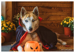 Affordable Handmade Halloween Dog Treats Under $25