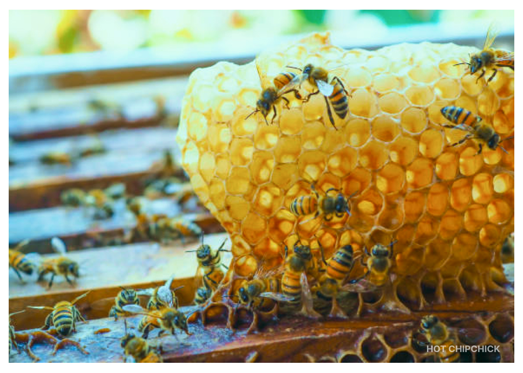 Guides People to Discover and Collect Honey from Bee Hives