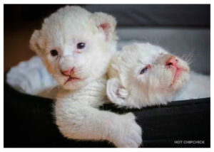 With fewer than 200 rare white lions remaining globally, a Venezuelan zoo recently celebrated the birth of three white lion cubs in captivity last month