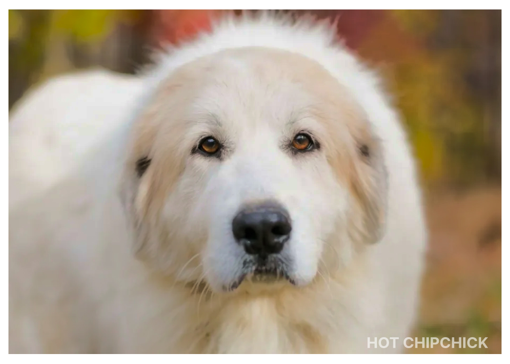 Rescues Injured Great Pyrenees Named Dana After Car Accident